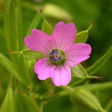 Attēlu rezultāti vaicājumam “Geranium dissectum fruit”