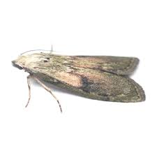 Attēlu rezultāti vaicājumam “Aphomia sociella female”