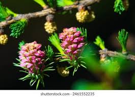 Attēlu rezultāti vaicājumam “Larix decidua flower”