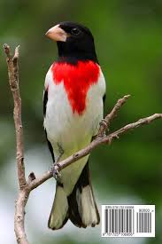 Image result for Pheucticus ludovicianus