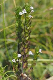 Image result for Euphrasia stricta