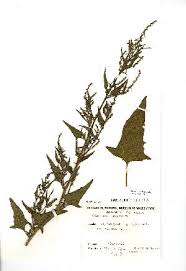 Attēlu rezultāti vaicājumam “Atriplex calotheca”