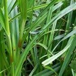 Attēlu rezultāti vaicājumam “Scirpus sylvaticus leaf”