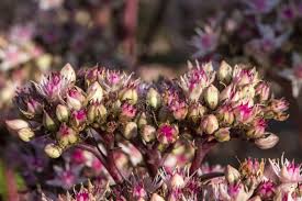 Attēlu rezultāti vaicājumam “Hylotelephium telephium bud”