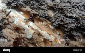 Attēlu rezultāti vaicājumam “Scaphisoma sp.”