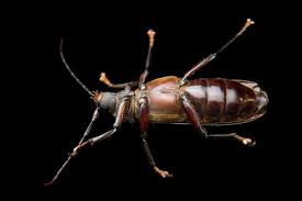 Attēlu rezultāti vaicājumam “Cerambycidae”