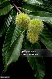 Attēlu rezultāti vaicājumam “Castanea sativa  fruit”