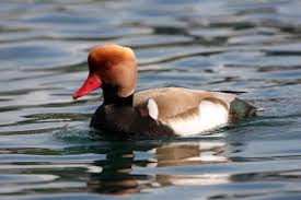 Image result for Netta rufina