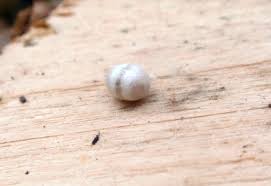 Attēlu rezultāti vaicājumam “Chrysopidae eggs”