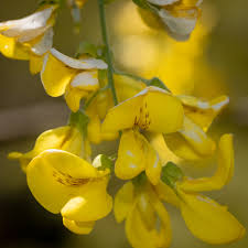 Attēlu rezultāti vaicājumam “Laburnum anagyroides flower”