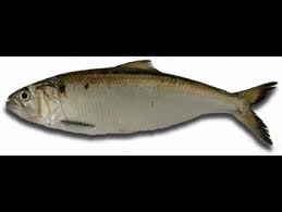 Image result for Alosa fallax