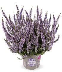 Attēlu rezultāti vaicājumam “Calluna vulgaris bud”