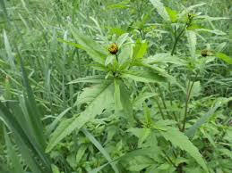 Attēlu rezultāti vaicājumam “Bidens tripartita fruit”