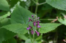 Attēlu rezultāti vaicājumam “Stachys sylvatica flower”
