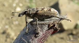 Attēlu rezultāti vaicājumam “Cleonis pigra”