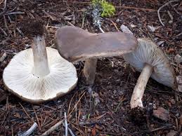 Image result for Melanoleuca rasilis var. pseudoluscina