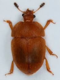 Attēlu rezultāti vaicājumam “Cychramus variegatus”