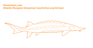 Image result for Acipenser oxyrinchus oxyrinchus