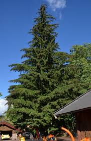 Attēlu rezultāti vaicājumam “Tsuga canadensis”