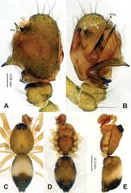 Attēlu rezultāti vaicājumam “Linyphiidae”