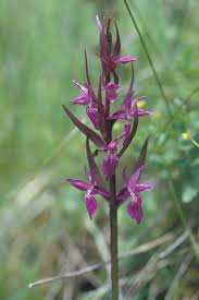 Attēlu rezultāti vaicājumam “Dactylorhiza traunsteineri”