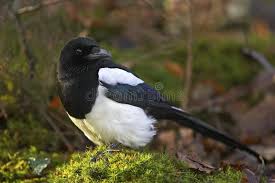 Attēlu rezultāti vaicājumam “Pica pica adult”