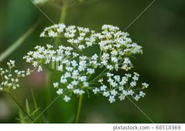 Image result for Pimpinella saxifraga