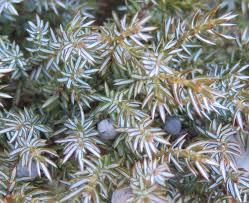 Attēlu rezultāti vaicājumam “Juniperus communis leaf”