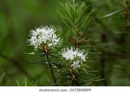 Attēlu rezultāti vaicājumam “Ledum palustre”