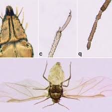 Attēlu rezultāti vaicājumam “Tetraneura ulmi”