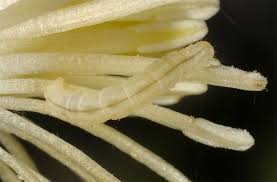 Attēlu rezultāti vaicājumam “Chloroclystis v-ata”