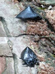 Attēlu rezultāti vaicājumam “Erotylidae”