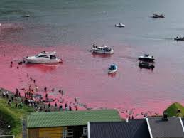 Image result for massacre golfinhos dinamarca