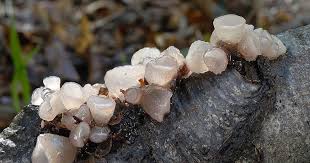 Attēlu rezultāti vaicājumam “Neobulgaria pura”