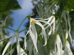 Attēlu rezultāti vaicājumam “Chionanthus virginicus flower”