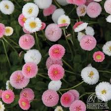 Image result for Bellis perennis