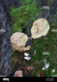 Attēlu rezultāti vaicājumam “Fuligo luteonitens macro”