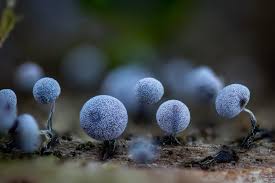 Attēlu rezultāti vaicājumam “Physarum penetrale macro”