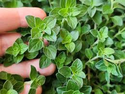 Image result for Origanum majorana
