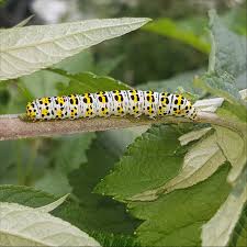 Attēlu rezultāti vaicājumam “Cucullia verbasci”