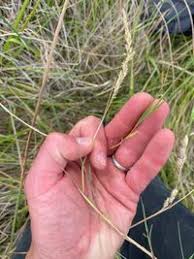 Attēlu rezultāti vaicājumam “Agrostis stolonifera”