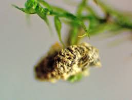 Attēlu rezultāti vaicājumam “Physarum pseudoalexandrowiczii”