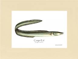 Image result for Conger conger