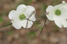 Attēlu rezultāti vaicājumam “Tipulidae female”