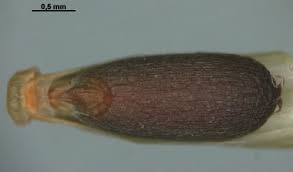 Attēlu rezultāti vaicājumam “Glyceria fluitans fruit”