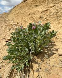 Attēlu rezultāti vaicājumam “Astragalus arenarius leaf”
