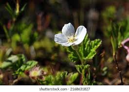 Attēlu rezultāti vaicājumam “Rubus chamaemorus flower”