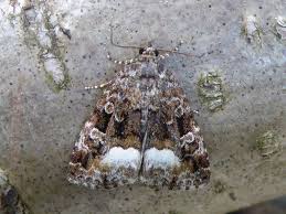 Attēlu rezultāti vaicājumam “Protodeltote pygarga”