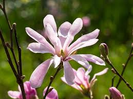 Attēlu rezultāti vaicājumam “Magnolia x loebneri flower”