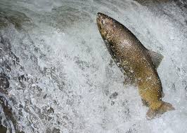 Image result for Oncorhynchus tshawytscha